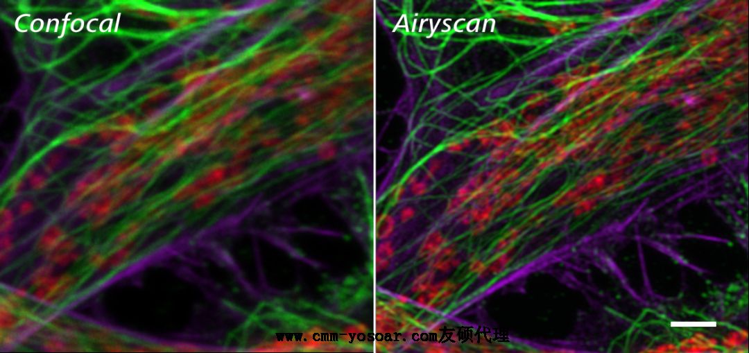 蔡司激光共聚焦顯微鏡