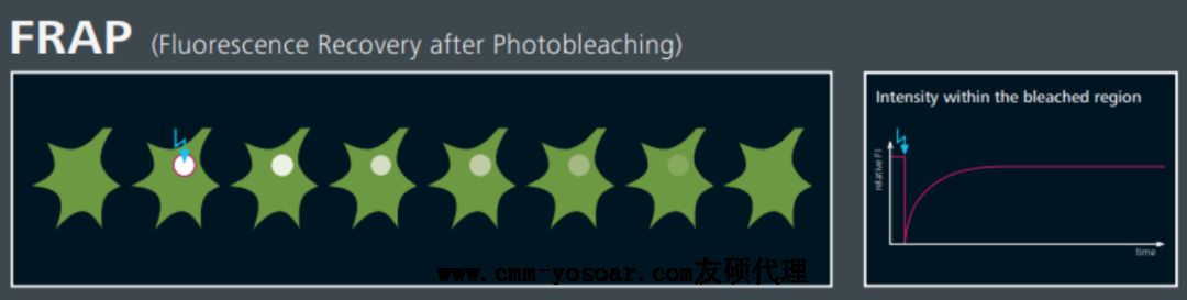 蔡司激光共聚焦顯微鏡